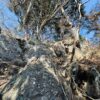 栃木の静寂なる双耳峰　栃木百名山・二股山 - 画像 (7)